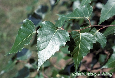 Betula populifolia 'Whitespire'