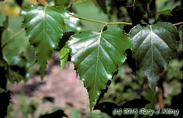 Betula populifolia 'Whitespire'