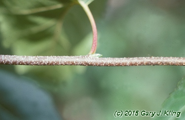 Betula populifolia 'Whitespire'