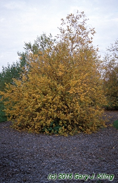 Betula populifolia 'Whitespire'