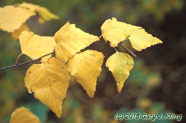 Betula populifolia 'Whitespire'