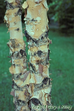 Betula nigra