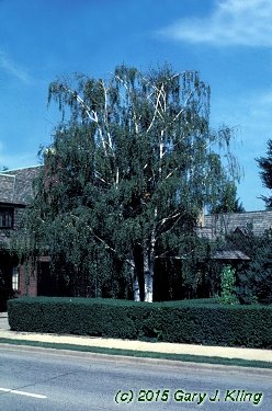 Betula pendula 'Dalecarlica'