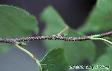 Betula populifolia