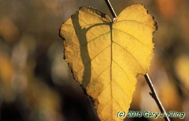 Betula populifolia 'Whitespire'