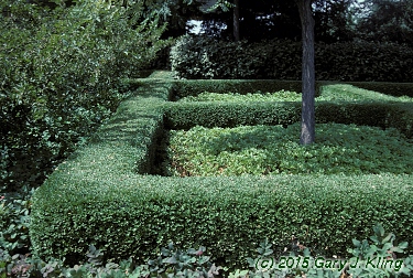 Buxus x 'Glencoe' (Chicagoland Green [TM])