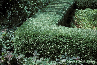 Buxus x 'Glencoe' (Chicagoland Green [TM])