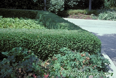 Buxus x 'Glencoe' (Chicagoland Green [TM])