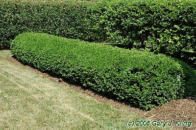 Buxus x 'Glencoe' (Chicagoland Green [TM])