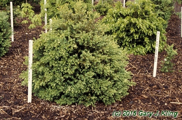 Buxus x 'Green Mound'