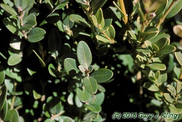 Buxus x 'Green Mound'