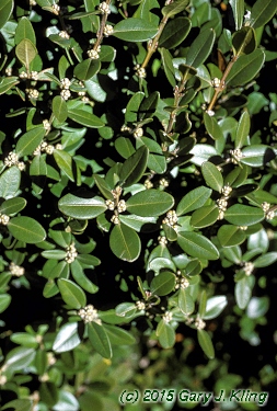 Buxus x 'Green Mound'