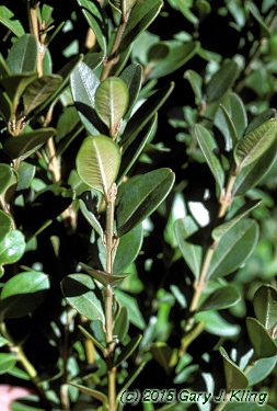 Buxus x 'Green Mound'