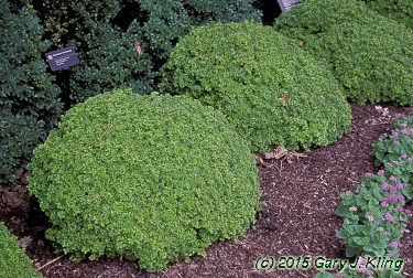 Buxus microphylla 'Compacta'