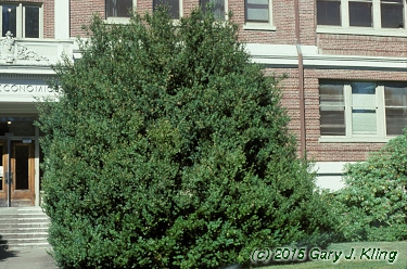 Buxus sempervirens