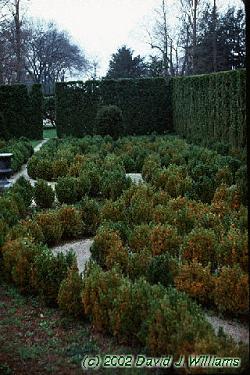 Buxus sempervirens habit: UIPLANTS