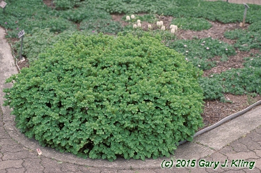 Buxus sempervirens 'Vardar Valley'