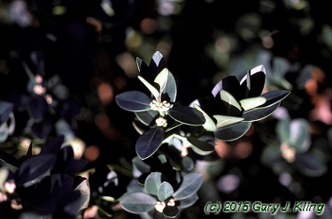 Buxus sempervirens 'Vardar Valley'