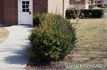 Buxus sinica var. insularis 'Winter Gem'