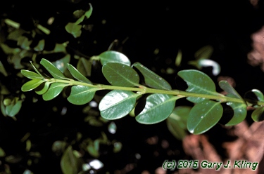 Buxus sinica var. insularis 'Winter Gem'