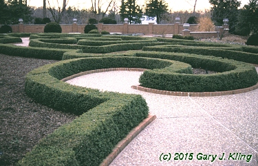 Buxus sinica var. insularis 'Wintergreen'