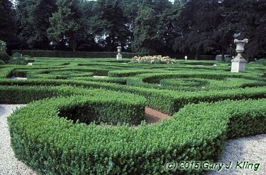 Buxus sempervirens