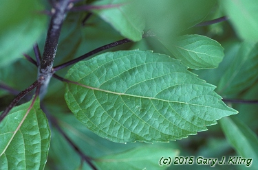 Callicarpa dichotoma 'Issai'