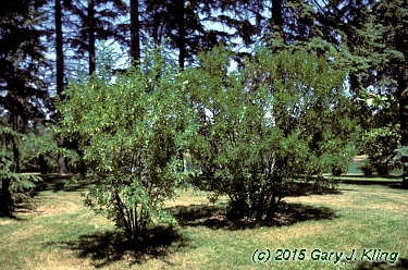 Caragana arborescens