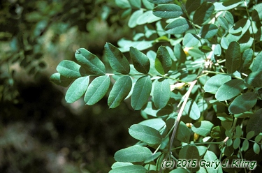 Caragana arborescens