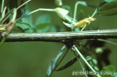 Caragana arborescens
