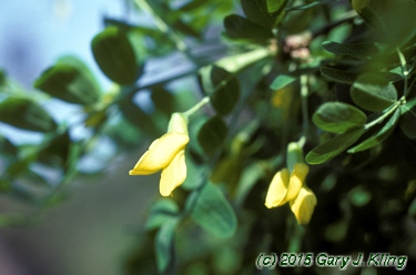 Caragana arborescens