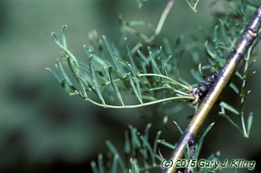 Caragana arborescens 'Lorbergii'