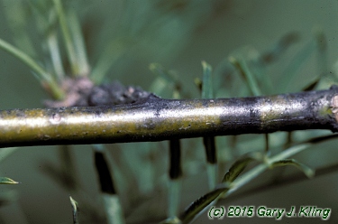 Caragana arborescens 'Lorbergii'