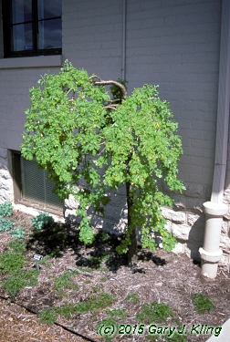 Caragana arborescens 'Pendula'