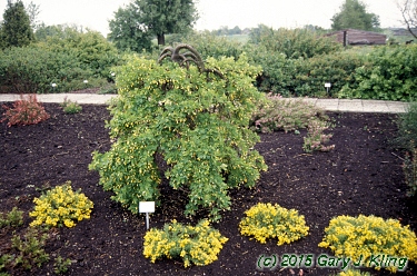 Caragana arborescens 'Pendula'
