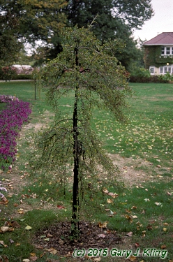 Caragana arborescens 'Pendula'