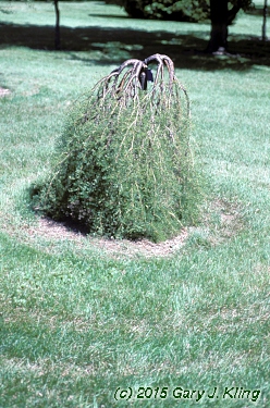 Caragana arborescens 'Walker'