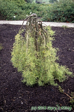Caragana arborescens 'Walker'
