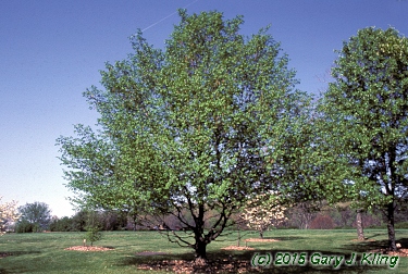 Carpinus betulus