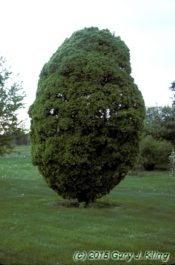 Carpinus betulus 'Globosa'