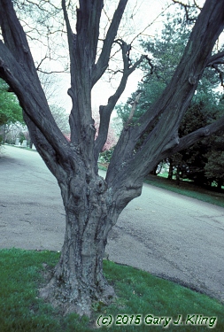 Carpinus caroliniana