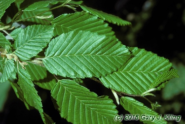 Carpinus caroliniana
