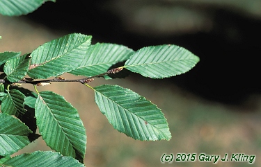 Carpinus caroliniana