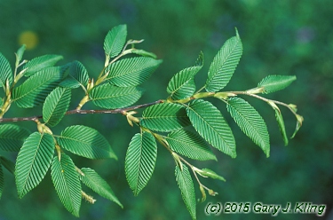 Carpinus caroliniana