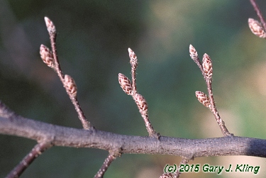 Carpinus caroliniana