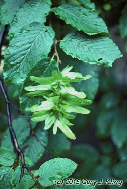 Carpinus caroliniana