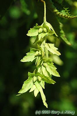 Carpinus caroliniana