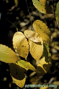 Carpinus caroliniana