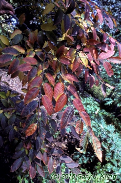 Carpinus caroliniana