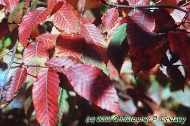 Carpinus caroliniana
